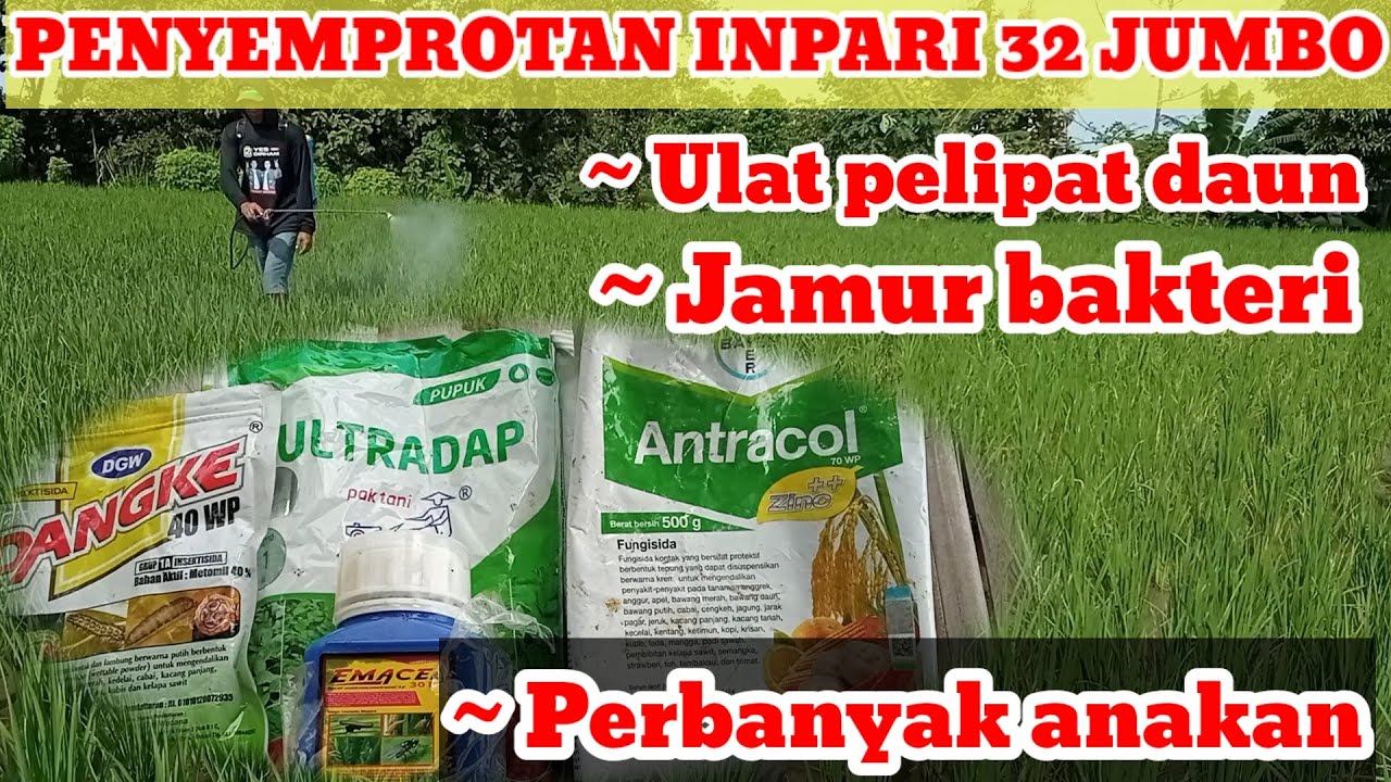Membasmi Hama ulat pelipat daun padi. inpari 32