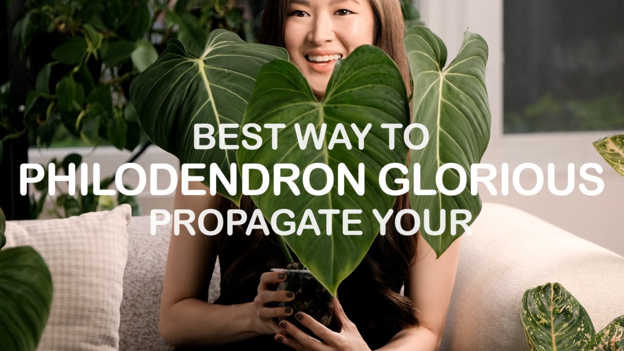 BEST Way To Propagate Your Philodendron Glorious