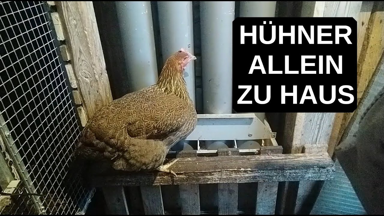 Wir lassen die Hühner allein - Vorbereitungen - Hühner allein zu Haus #Hühner 36
