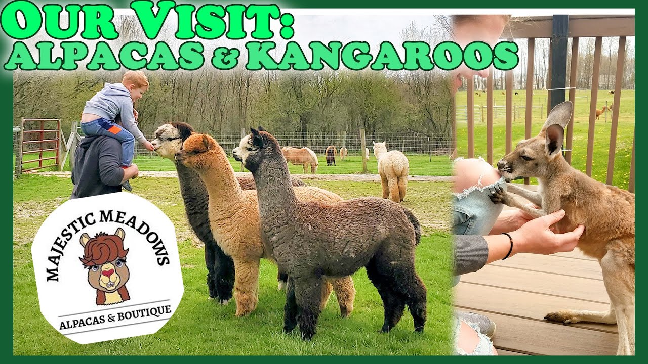Majestic Meadows Alpacas & Boutique