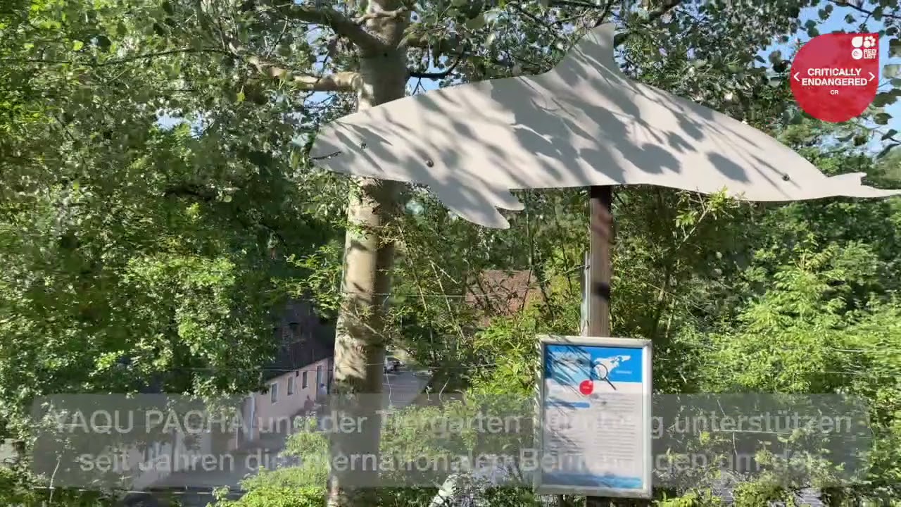 Der Vaquita darf nicht aussterben!