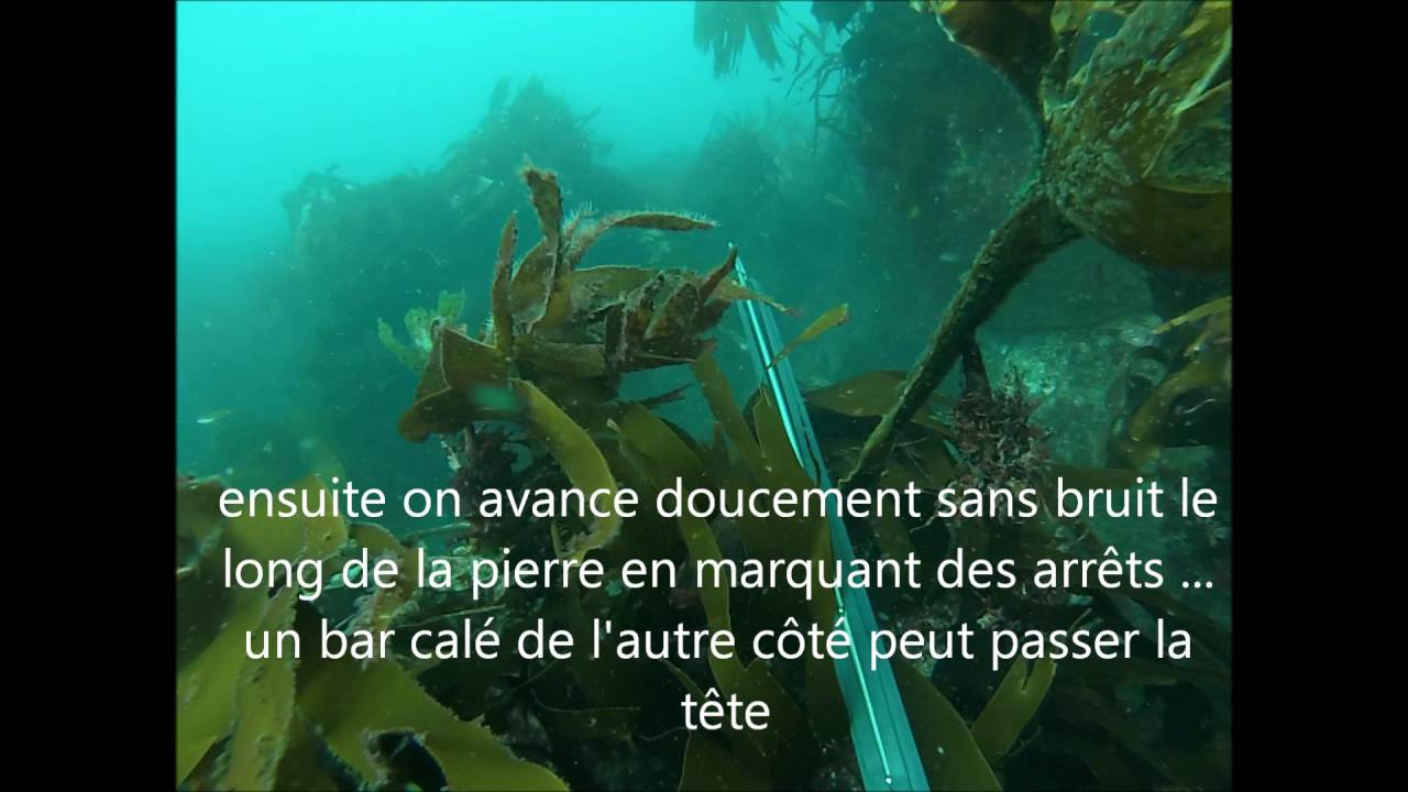 technique de chasse :