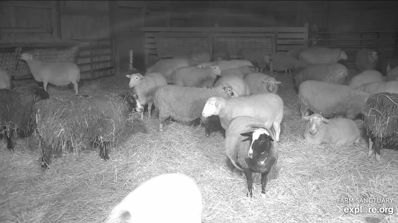 Farm Sanctuary Barn Sheep pushes Quinn;Another Sheep pushes Quinn at 34mins pm1202026 explore.org
