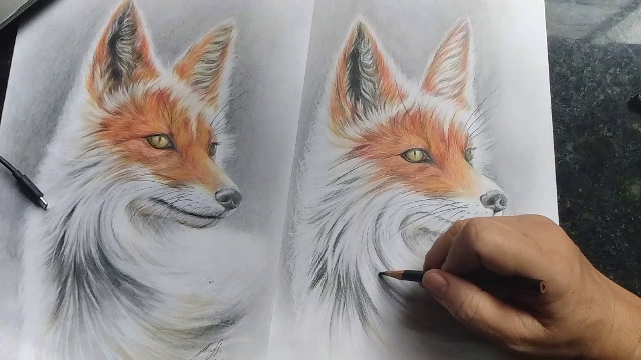 Como desenhar raposa realista: 3 de 3