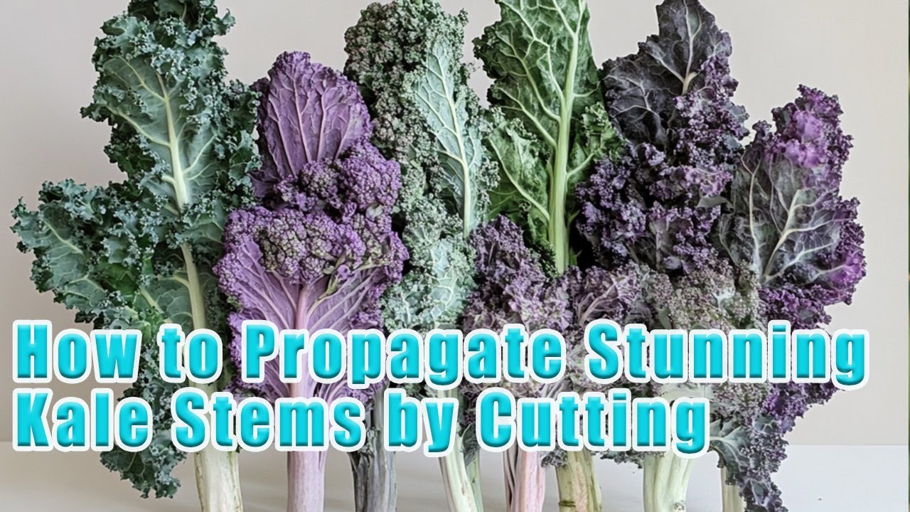 How to Propagate Stunning Kale Stems by Cutting