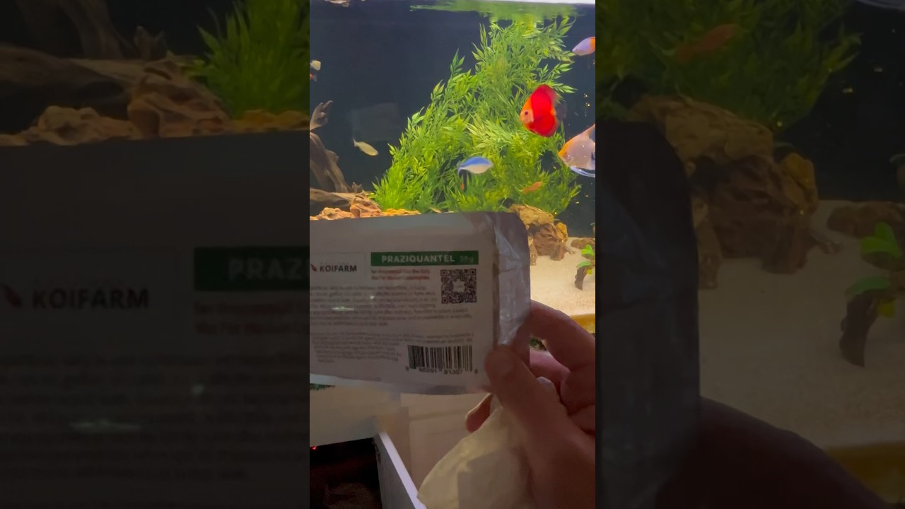 Fish parasite fix!! 🐟😷#discus #fishtank #fish #aquarium #praziquantel #sickfish