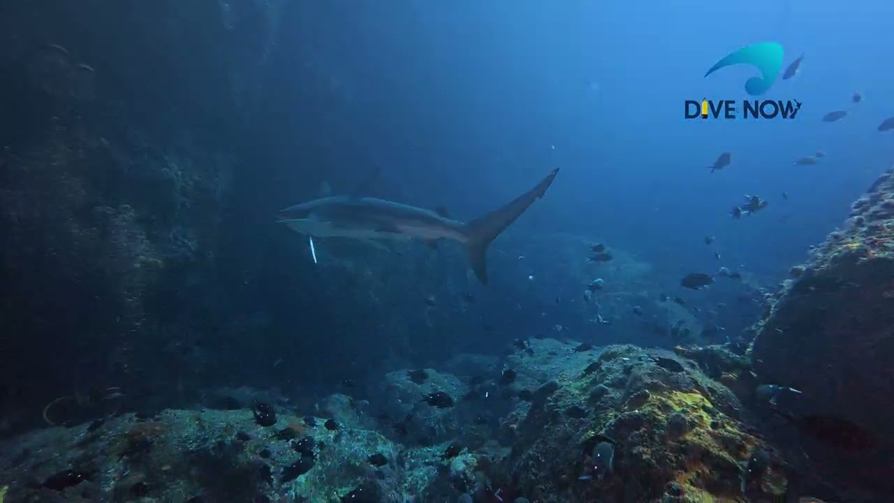 Scuba diving with Sharks at Tie Dye Arch at the Poor Knights