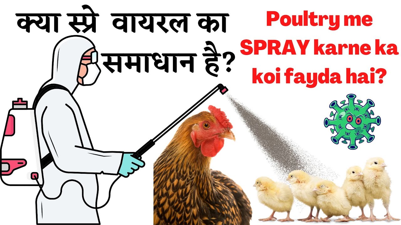 Poultry viral me spray karna sahi ya galat | Spray in viral outbreaks in poultry farm #sprayinviral