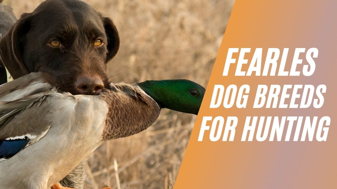 Fearless Dog Breeds for Hunting