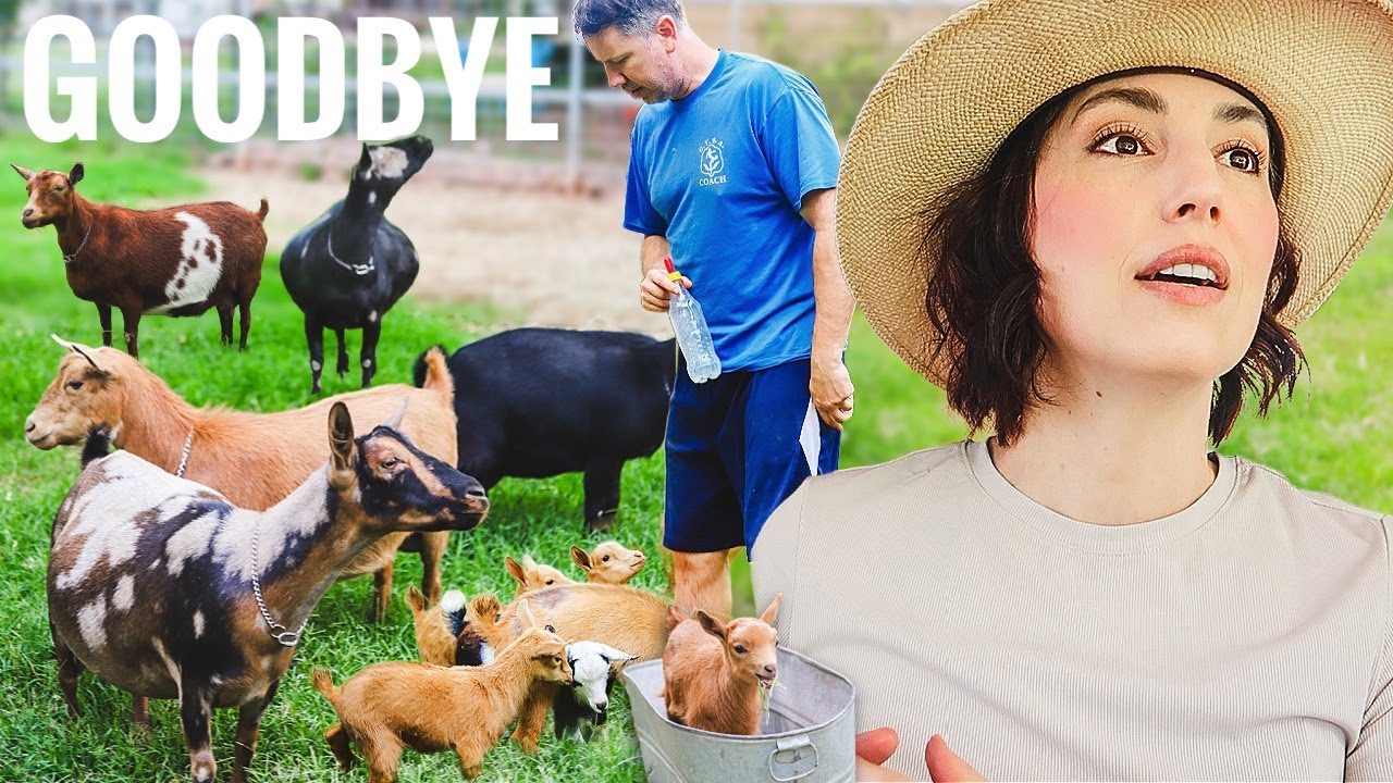 Who Stays & Who Goes? 👀 (BIG CHANGES TO THE GOAT HERD!)