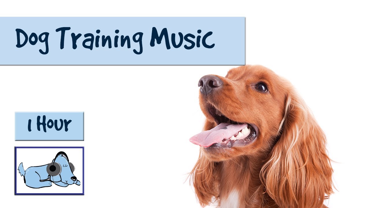 Music to Help you and Your Dog During Training - Dog Training Music! 🐶 #TRAIN06