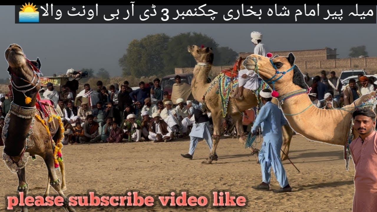 میلہ پیر امام شاه بخاری چکنمبر 3 ڈی آر بی اونٹ والا سوار الطاف بوبر😍😍#pleases#ubscribe 