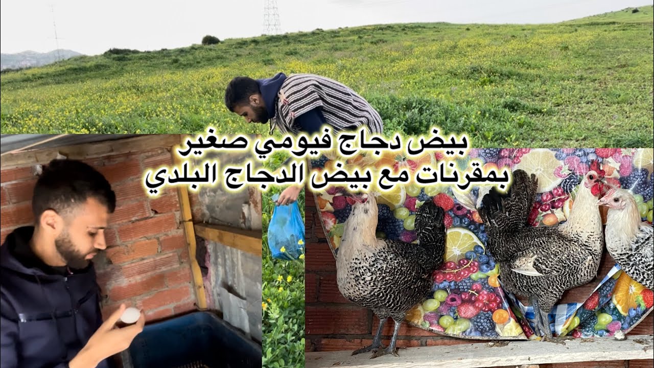 مرحبا بكوم في مزرعتي الصغيرا🙏🏼🐓🐓 