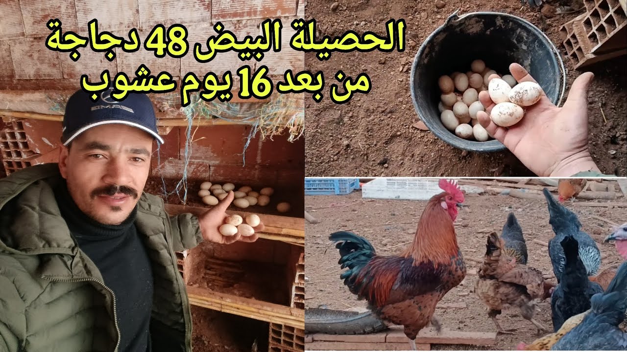 حصيلة البيض 48 دجاجة من بعد 16 يوم ديال العشوب
