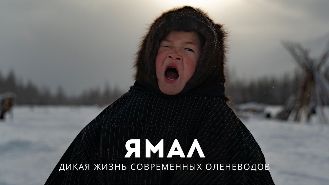 ЯМАЛ: нападение волков, строганина, жизнь в чуме | суровый быт ОЛЕНЕВОДОВ | дикая РОССИЯ