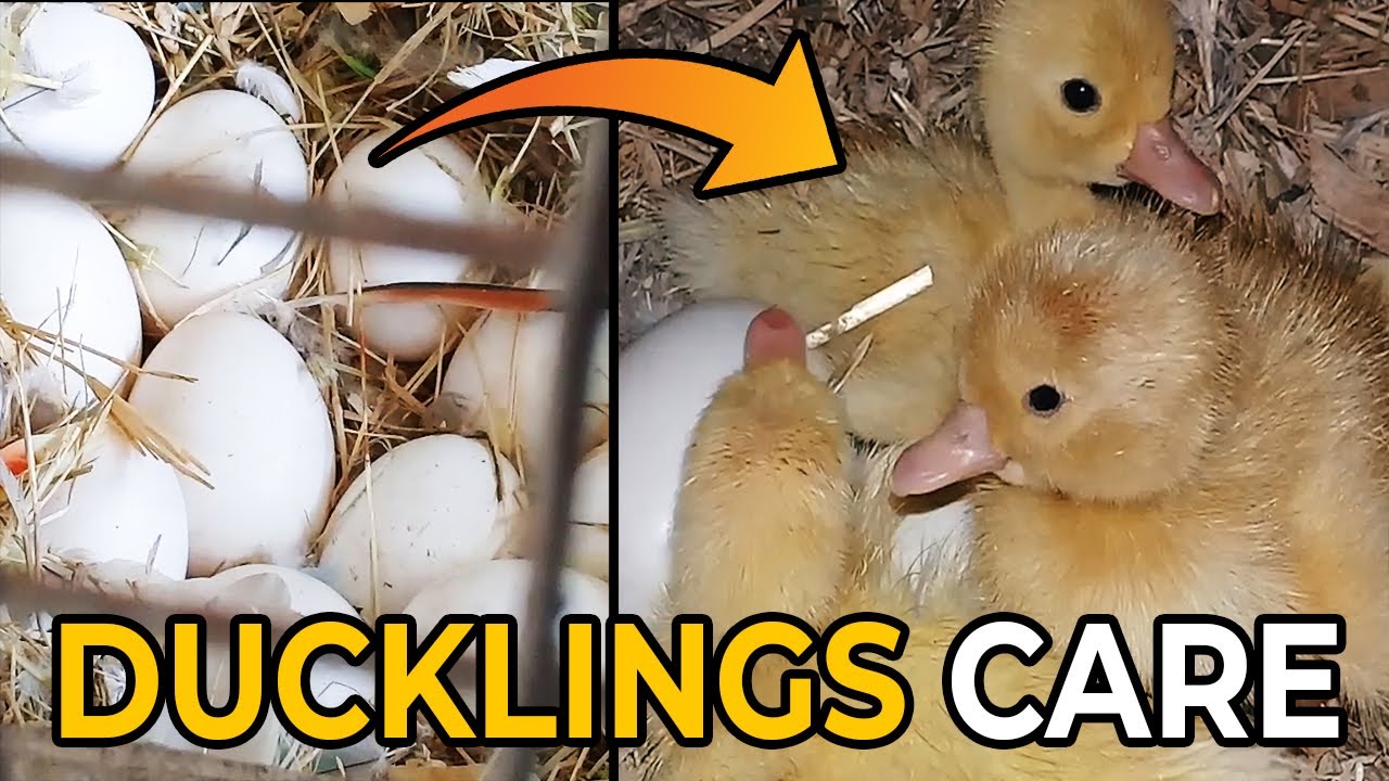 Ducklings Care | Saving Ducklings from Death | Urdu/Hindi | Lodhi Birds