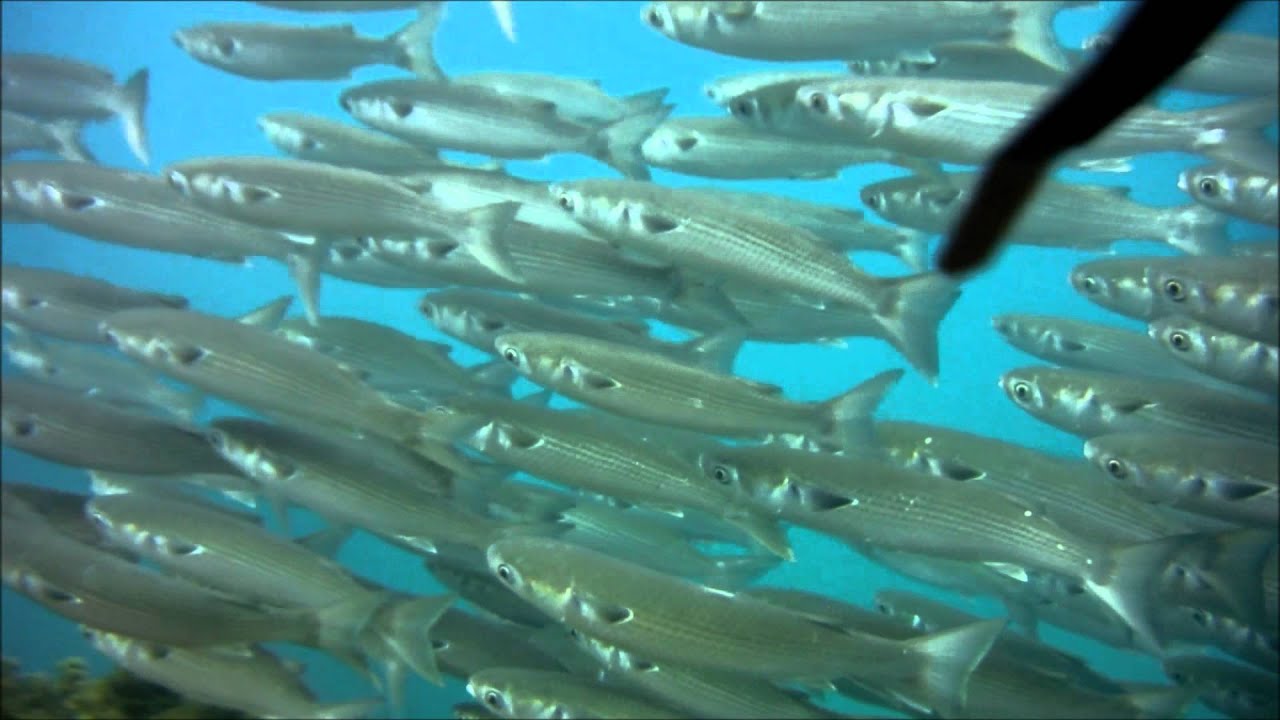 Mugil cephalus ( Flathead grey mullet )