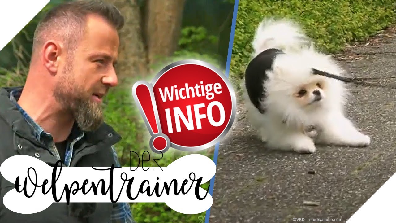 Das kann Hundeleben retten! Was muss man über das Straßentraining wissen? | Der Welpentrainer | sixx