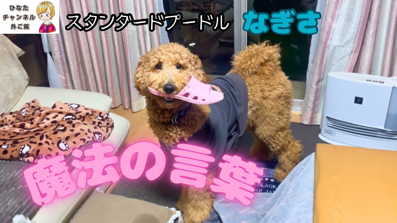 お利口さんになる魔法の言葉　#doglife #犬のいる生活 #大型犬のいる生活 #スタンダードプードル