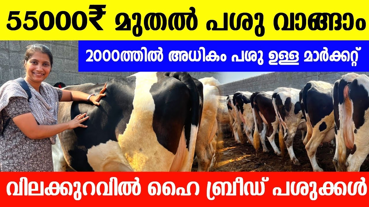 55000 രൂപക്ക് പശു വാങ്ങാം, അതും 2000 പശുക്കളിൽ നിന്നും തിരഞ്ഞെടുക്കാം | Dairy farming tips 