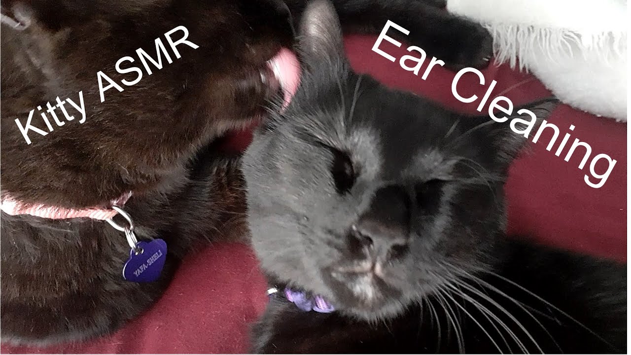 ASMR Cat Deep Ear Cleaning 🐈‍⬛