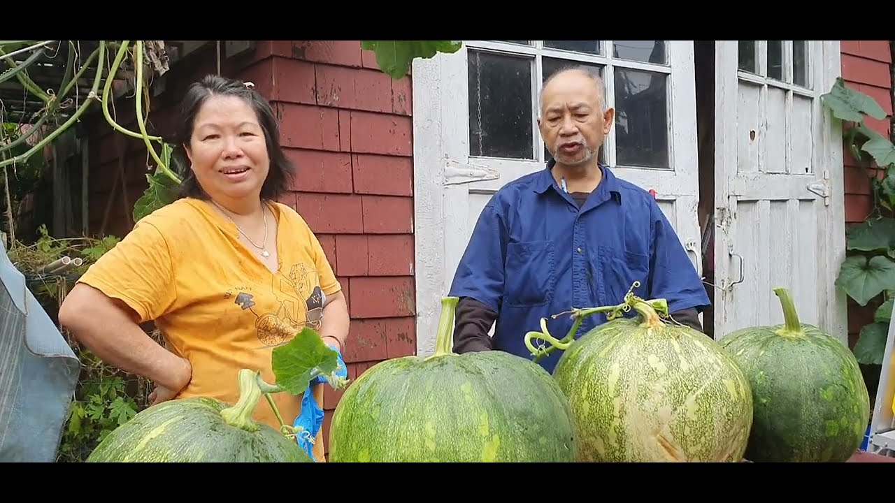 Mom And Dad Shows Us Pumpkins They've Grown