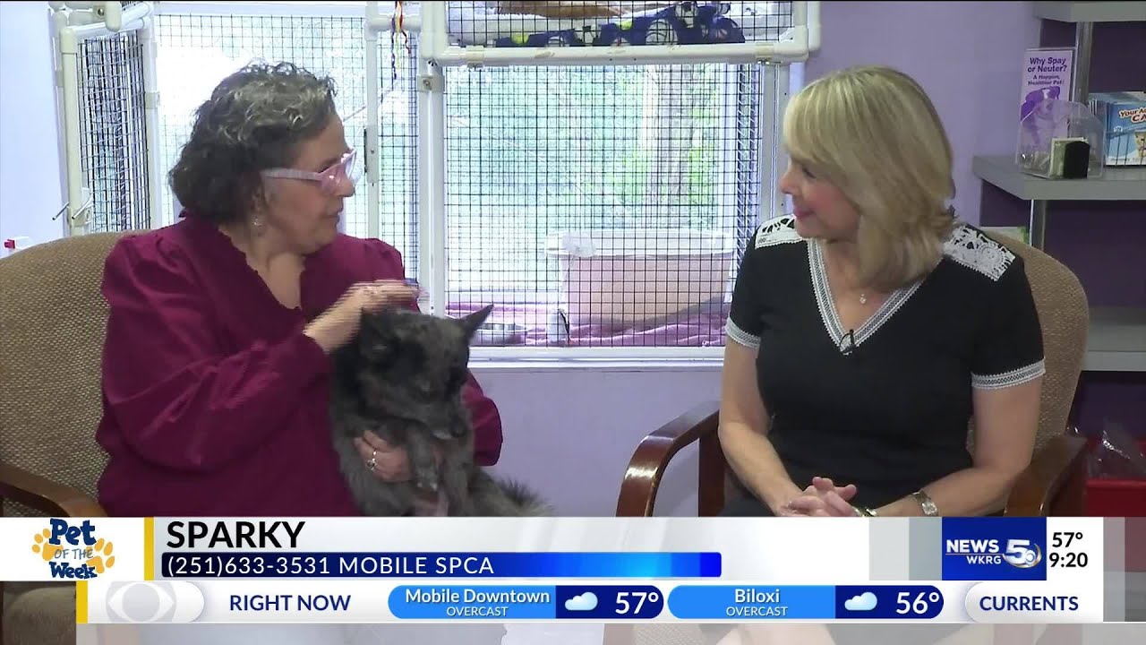 Pet of the Week: Pom-mix needs quiet home