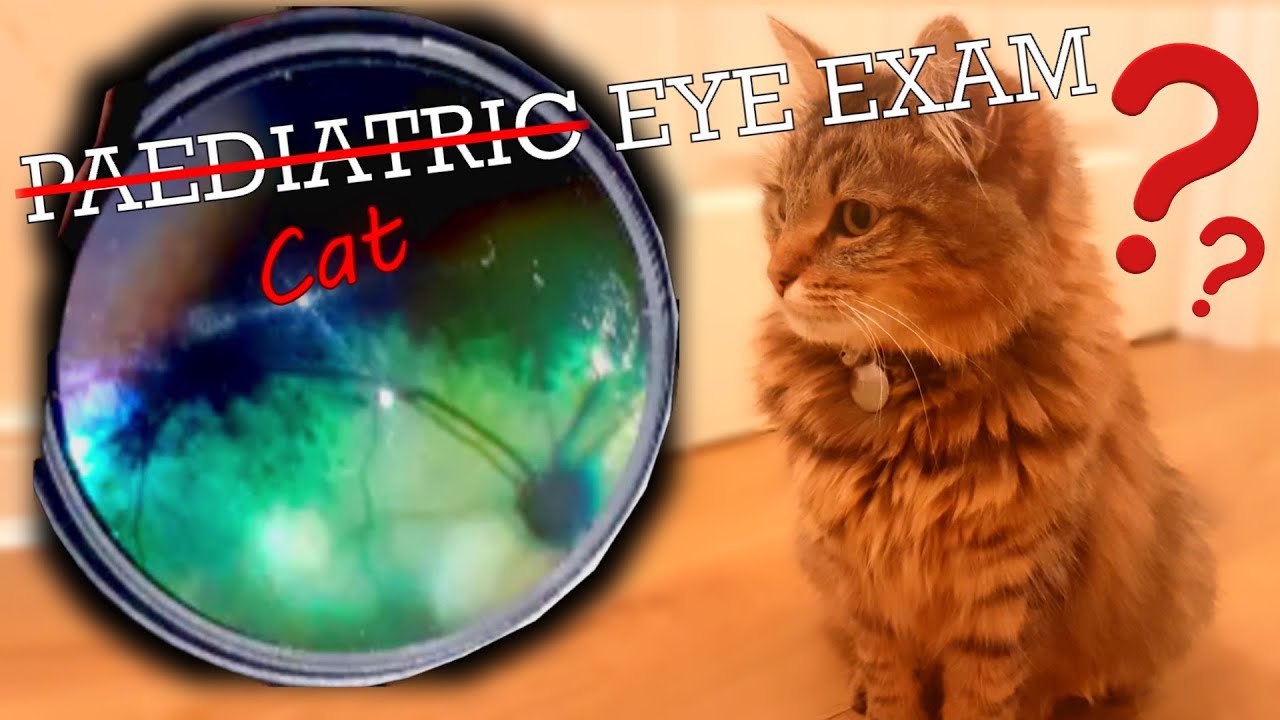 An Eye Exam on a cat....