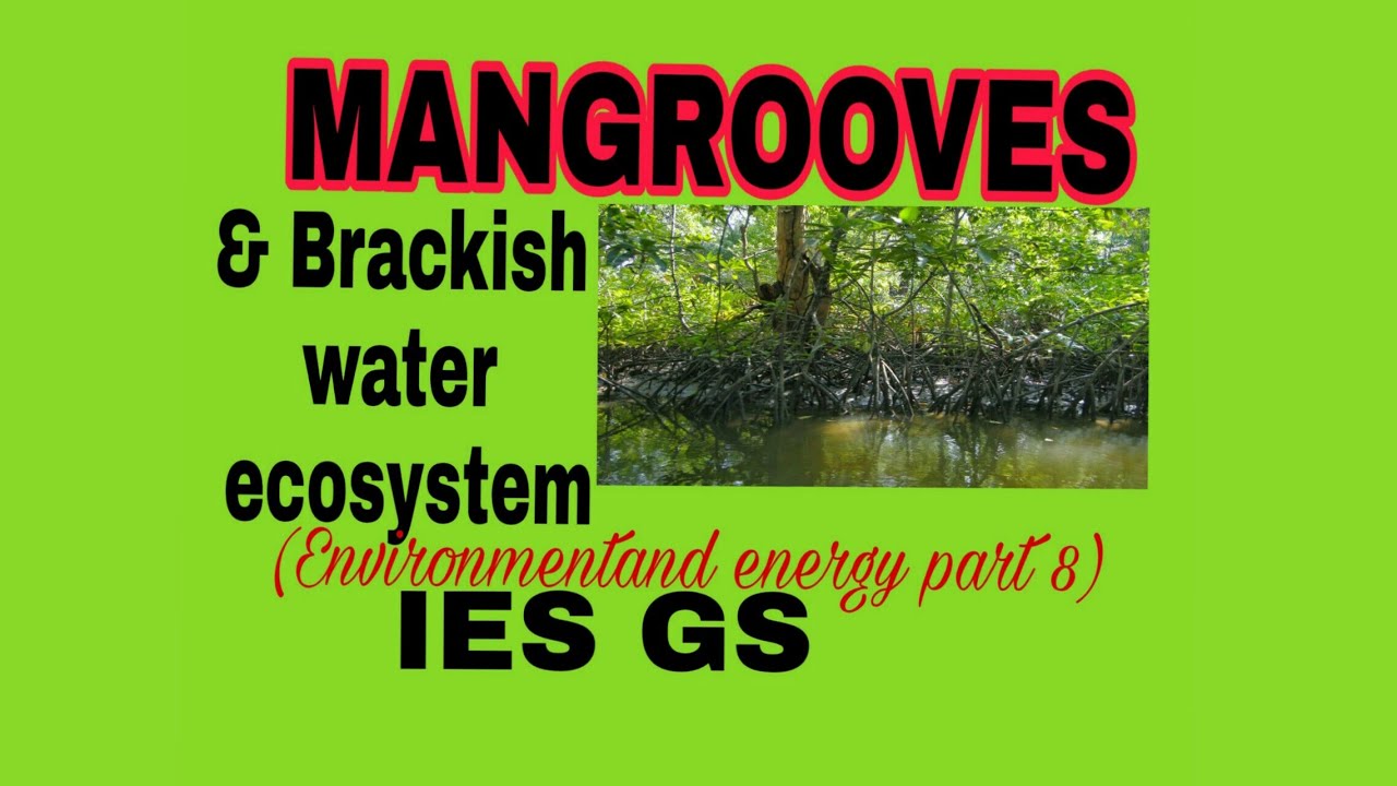 What are the Mangrooves and Brackish ecosystem, IES GS , Environment & energy part 8
