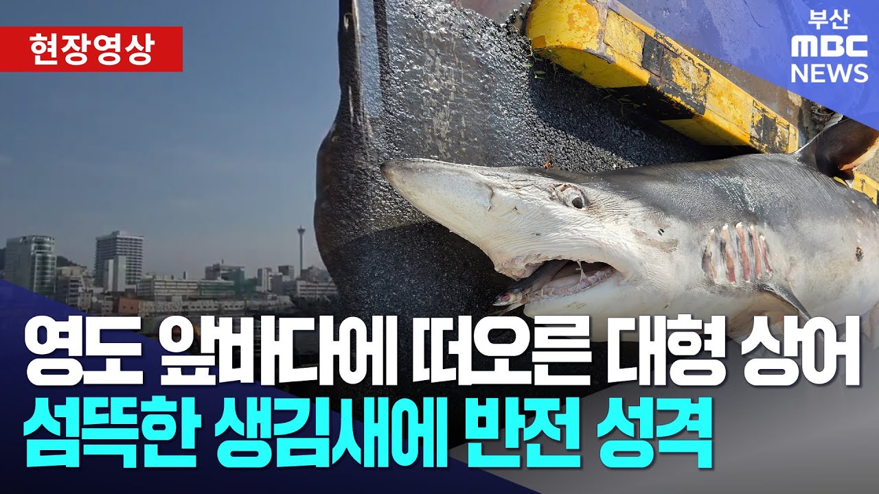 영도 앞바다에 떠오른 대형 상어.. 섬뜩한 생김새에 반전 성격 | 현장영상