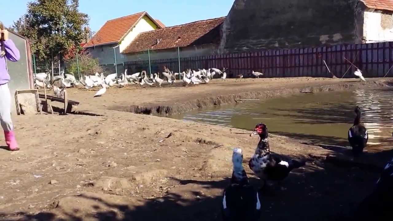 Ferma lu'Taticu