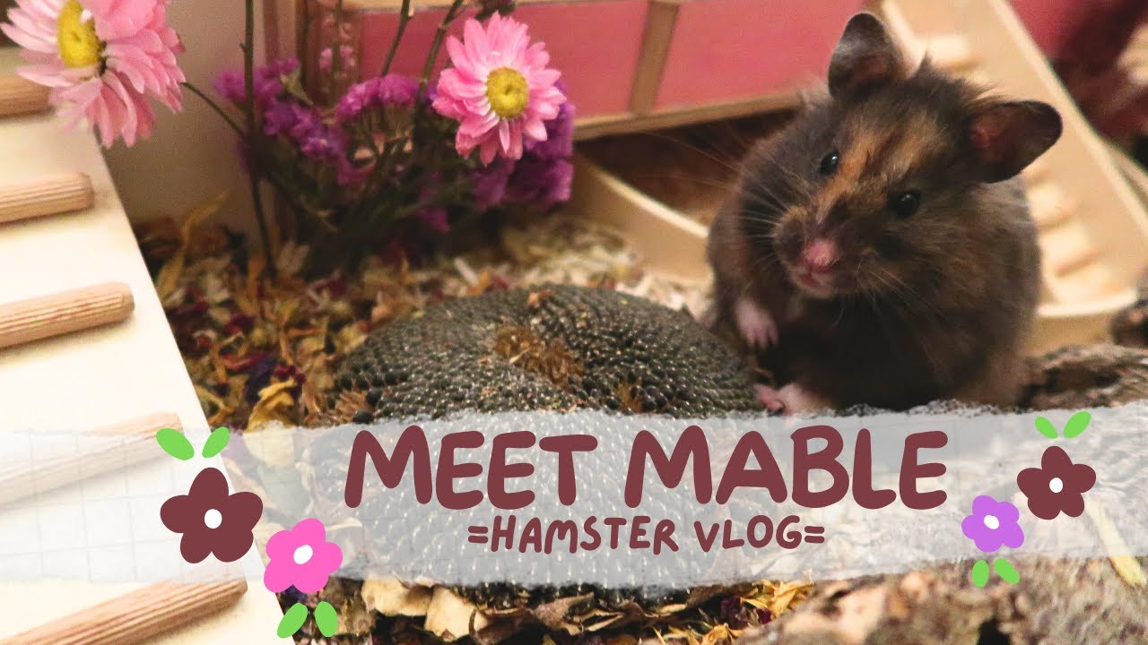 Meet Mable - meine neue Hamster Mitbewohnerin | Hamster Blog