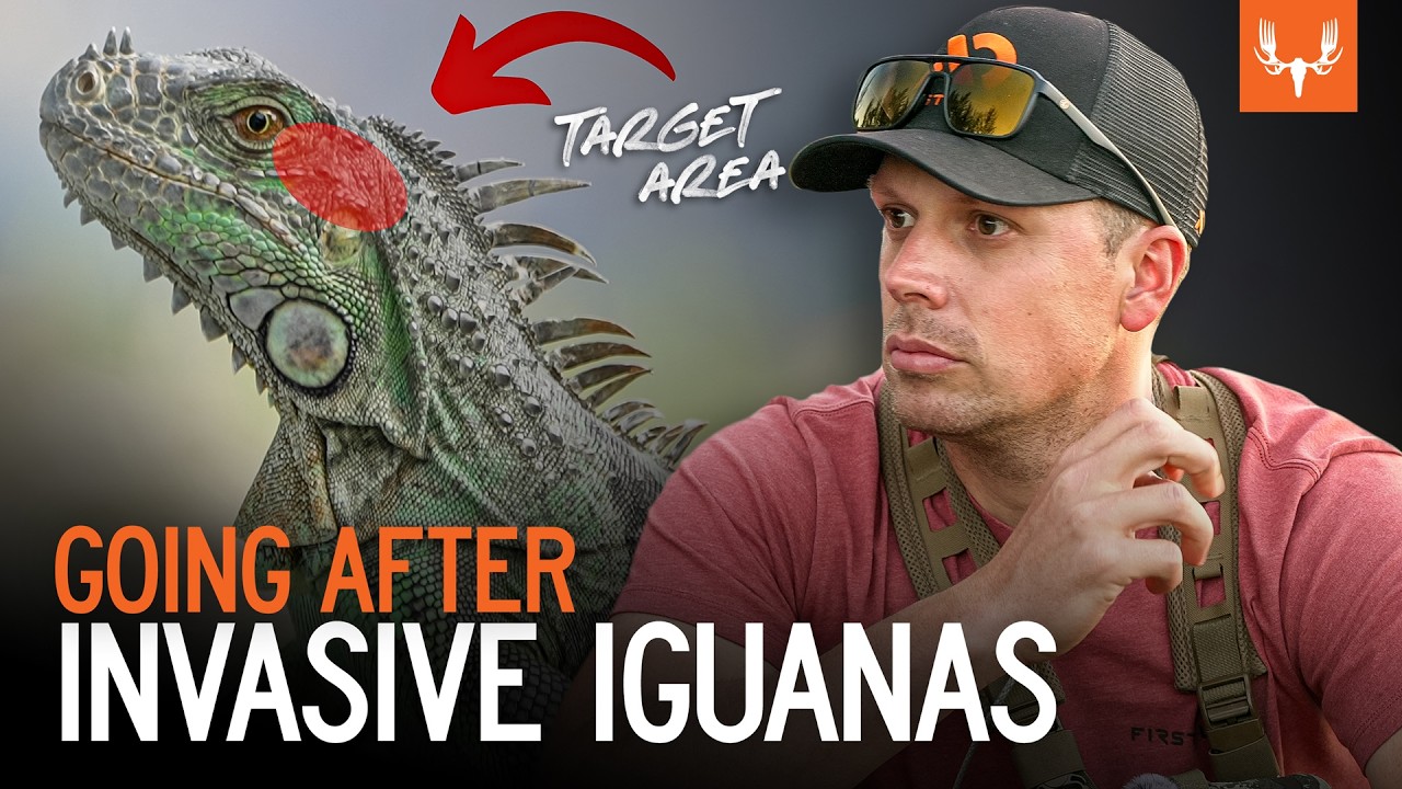 Hunting Invasive Iguanas with Air Rifles | The Element