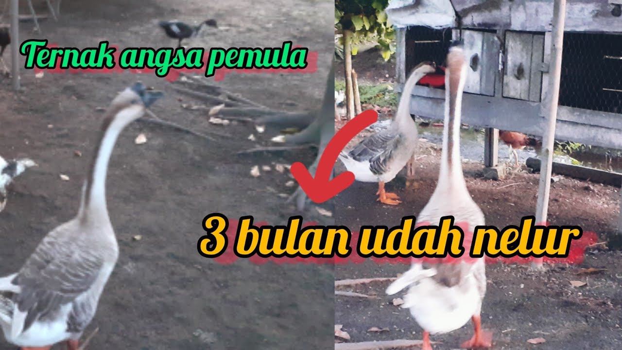 cara  ternak angsa sampai  betelur #ternakpemula#ternakangsa#telurangsa