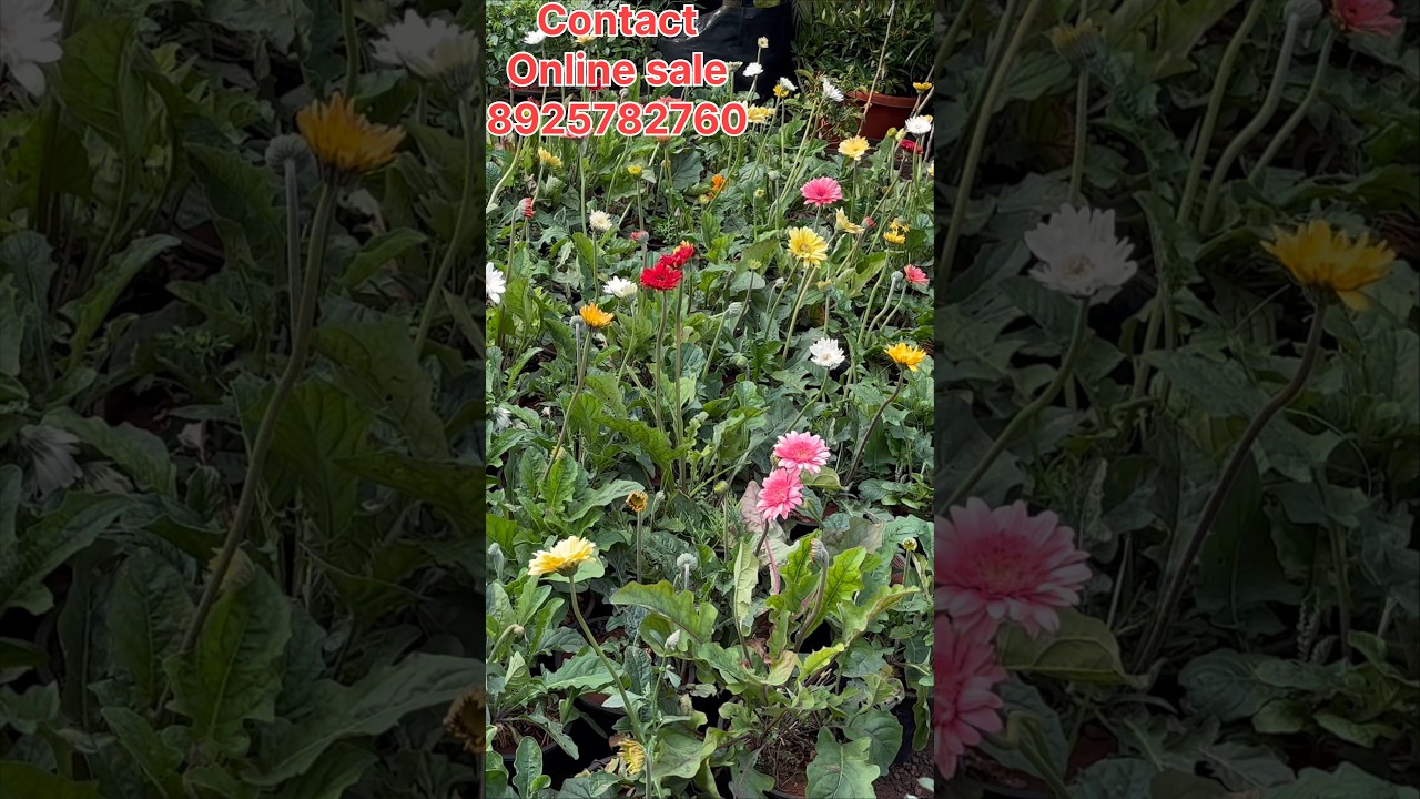 Green gate nursery garden online sales