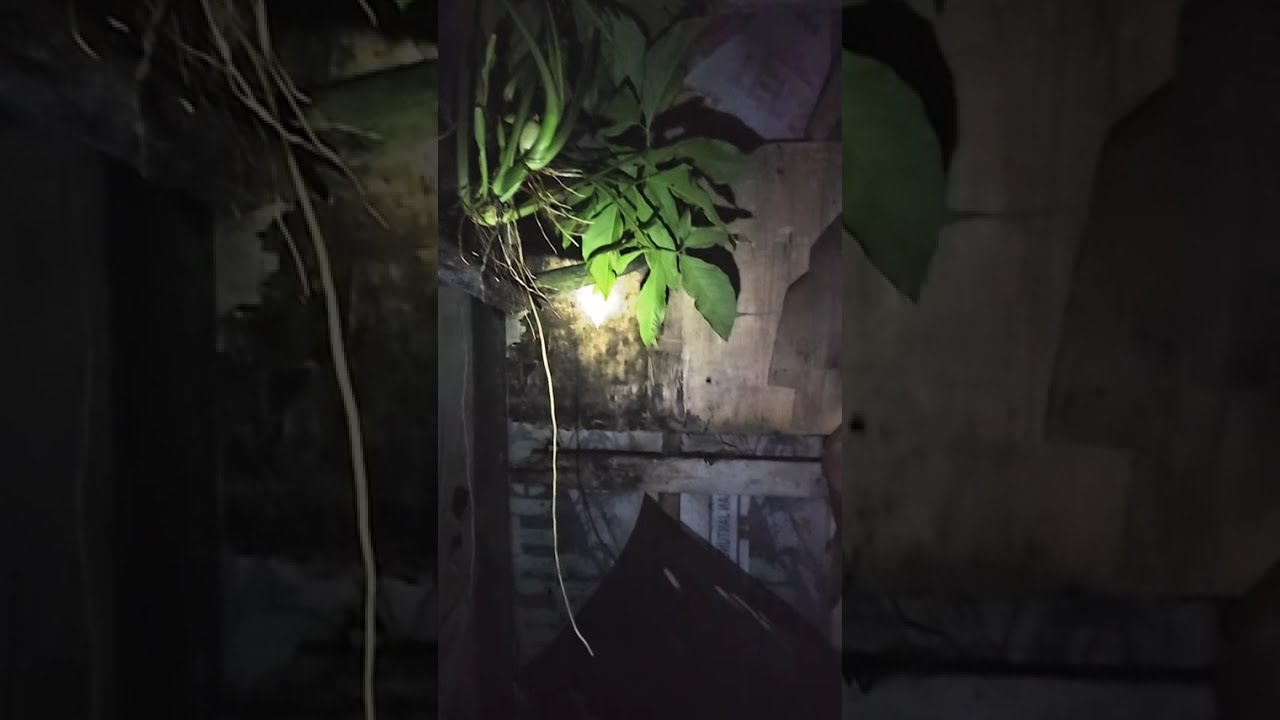 kucingmisteri sedang live sekarang!