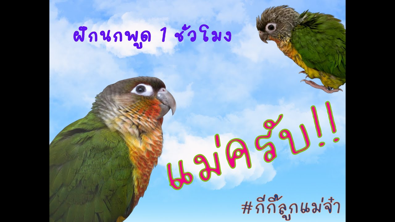 ฝึกนกพูด กรีนชีค green cheek conure 
