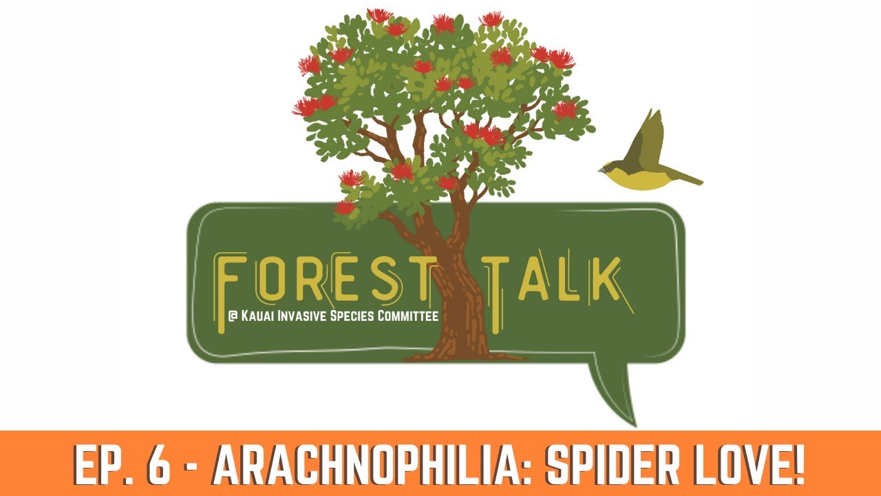 Arachnophilia: Why you should love Hawaiian spiders this Halloween--and all year round.