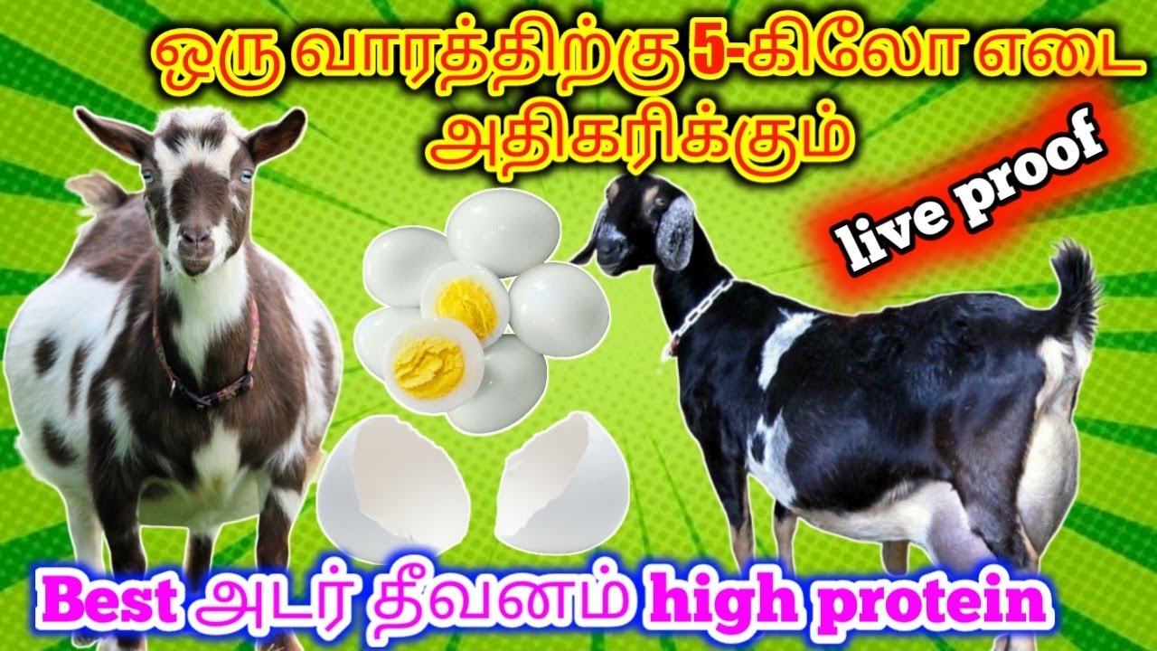 வாரத்திற்கு 5-கிலோ எடை ஏரும்✓நான் இதை தான் செய்கிறேன்✓கலப்புதீவனம் நல்ல லாபம் கிடைக்கும் @psfarmers