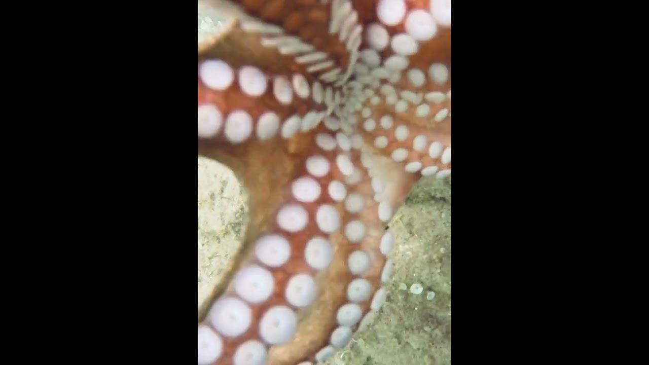 Nel mar Ligure - Il polpo vuole la GoPro #fishing #fish #octopus #sea  #divng #fishingvideo #nature