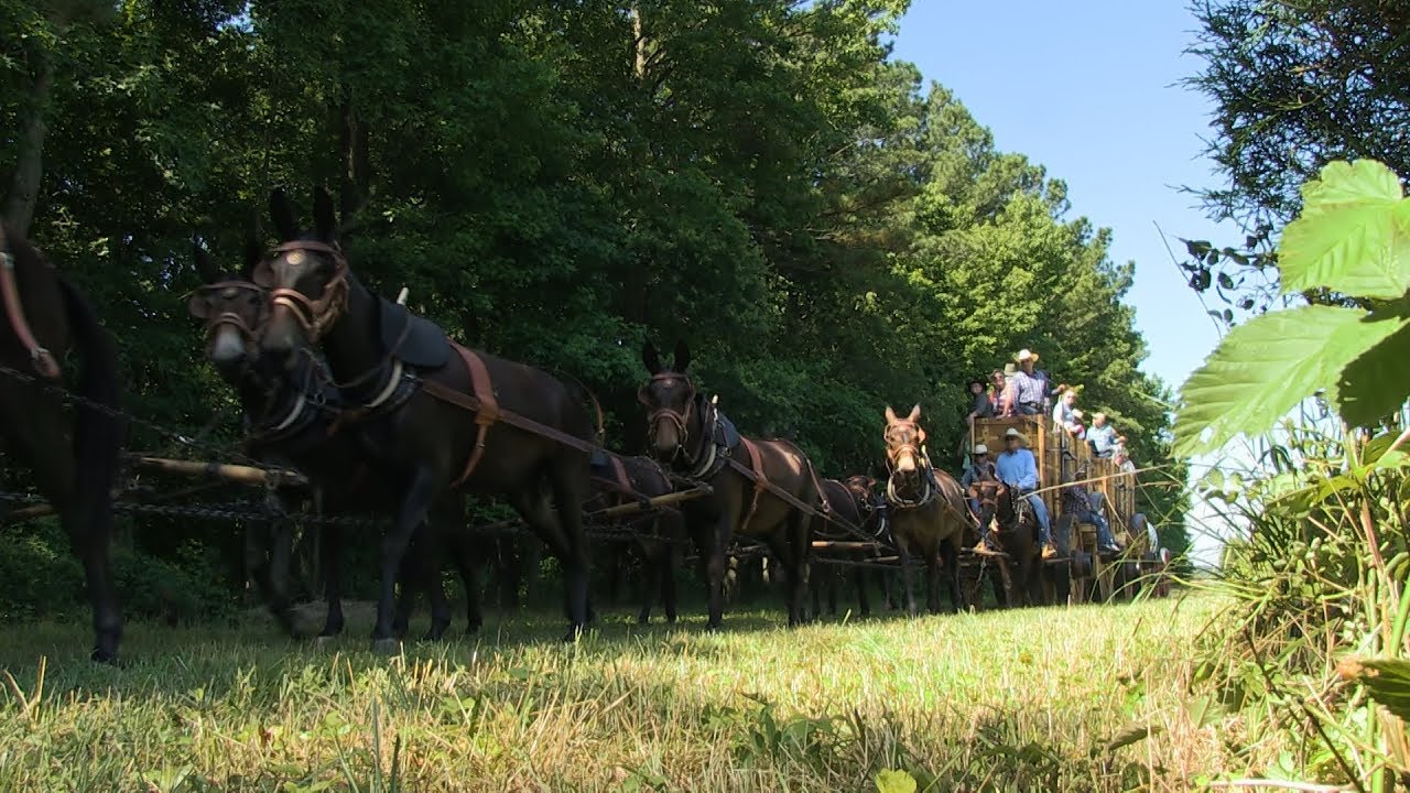 20 Mule Team Comes to Washington D.C. July 4, 2017