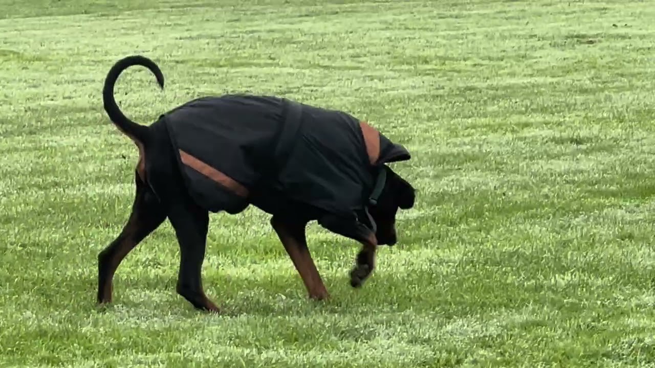 Joda male Doberman 