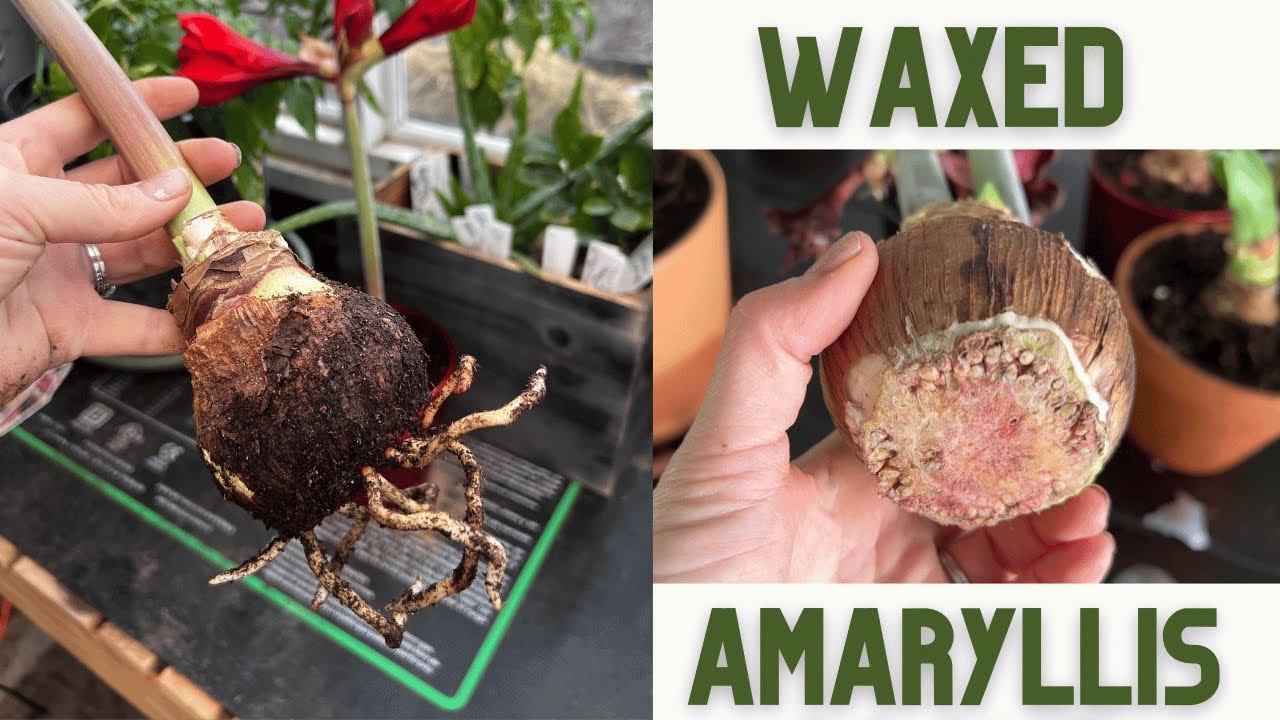 How To Get Your Waxed Amaryllis Bulb to Re-Root And Bloom Again! Aftercare tips! //FlowerFanatic