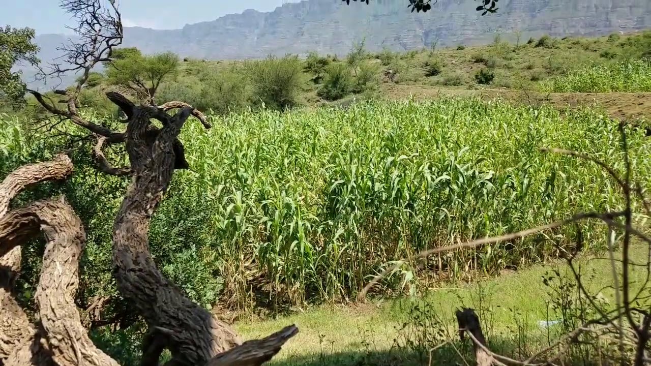 اجمل معينه من وادى العود بصوت سميح عزيز الزيادي
