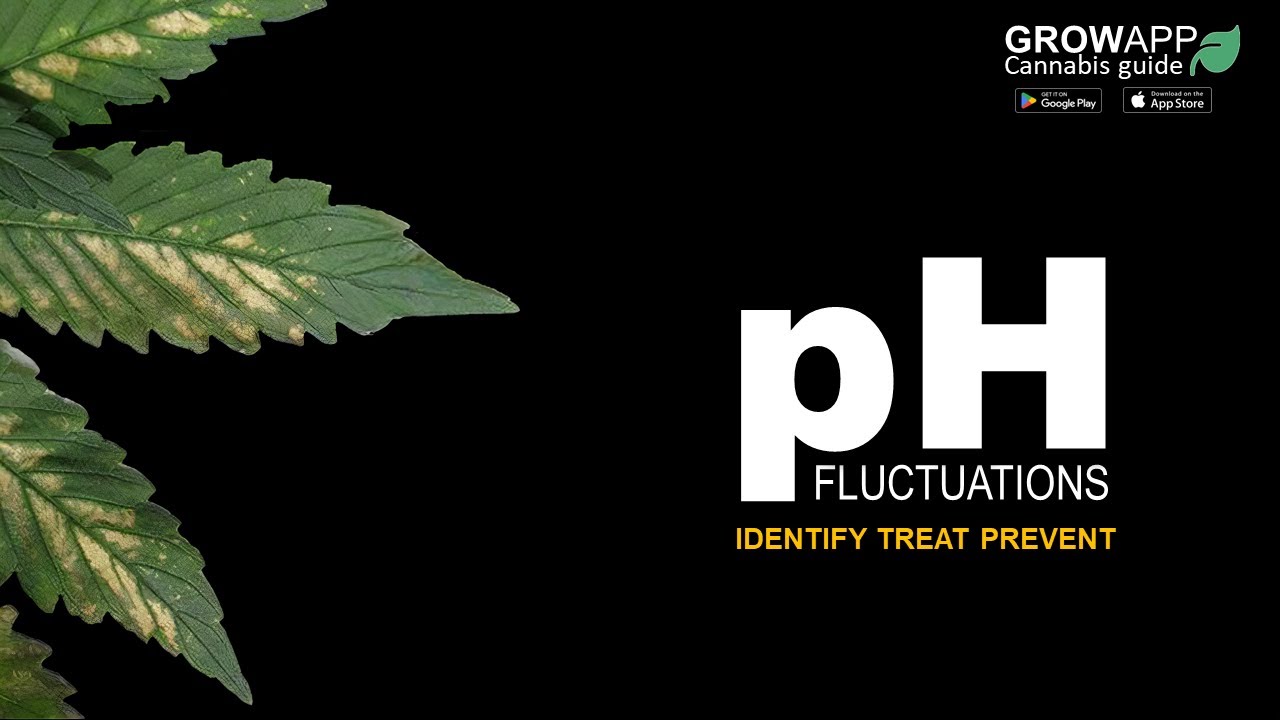 pH Fluctuations | Identify, Treat, Prevent