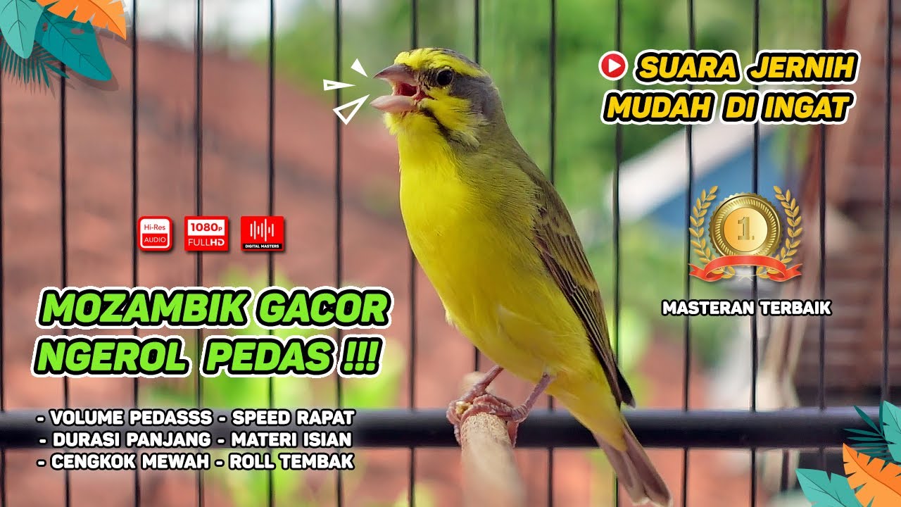 Mozambik GACOR‼️ Cocok untuk Masteran dan Materi ISIAN KENARI #03