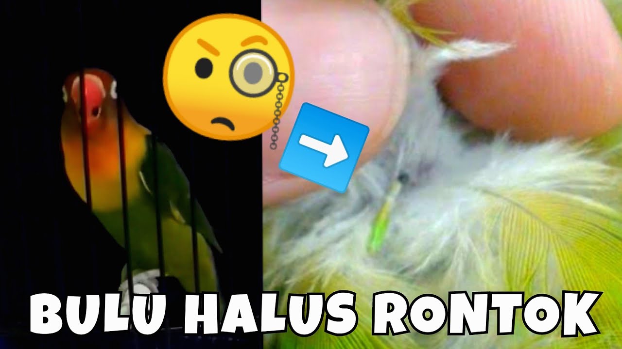 Lovebird Rontok Bulu Halus || Lovebird Turun Bulu Halus