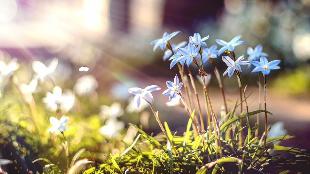 Ambient LoFi Study Music | Spring Flowers & Butterflies | 4 Hours | Classroom Soundscapes | Focus
