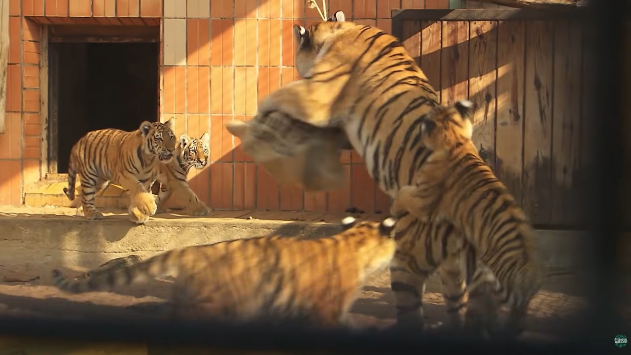 Katzenhaie auf Wohnungsjagd – Umzug im Aquarium | Panda, Gorilla & Co.
