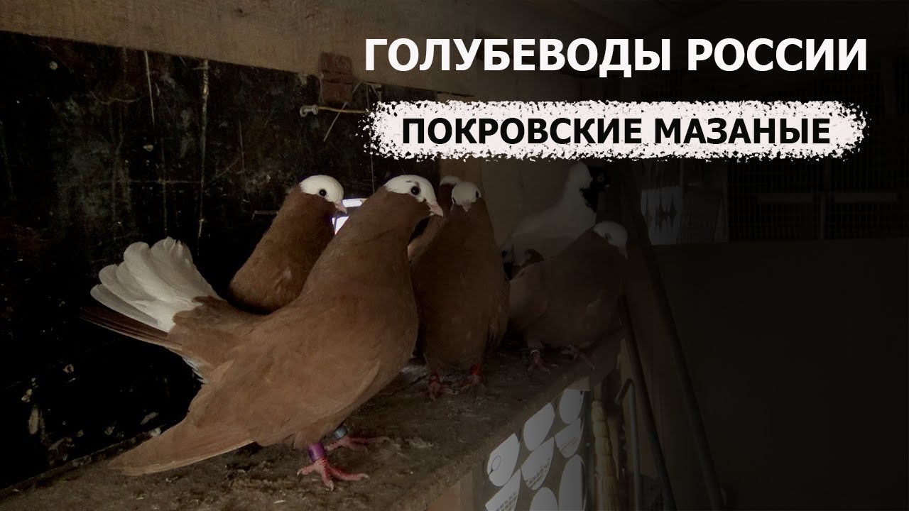 Голубеводы России. Фильм 4 – 